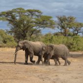  Lake Manyara, TZ